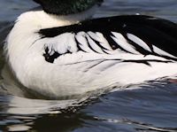 Goldeneye (Breast & Body) - pic by Nigel Key